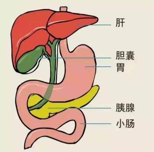 經皮肝穿刺+膽道引流術 有關問題解答